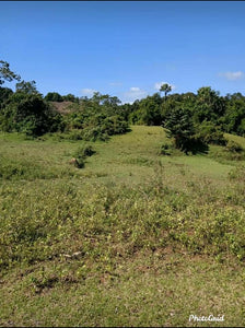 Buenavista Farm for Piggery, Poultry and along river 3.9hectares