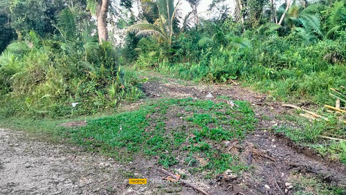 Bohol lot for sale 7,626 sqm clean title near Tagbilaran City  in Corella Bohol 1,200/sqm