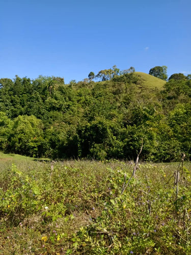 Farm Lot For Sale In Buenavista Bohol With 30 Hectares