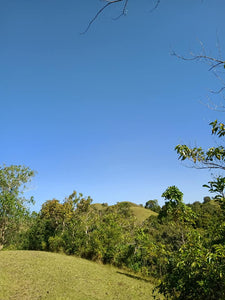 Farm Lot For Sale In Buenavista Bohol With 30 Hectares