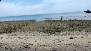 Beach Lot For Sale 26 Hectares In Bogo City Cebu 800/Sq.M