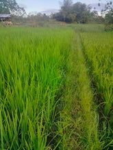 Load image into Gallery viewer, Lot for sale 1.2 hectare irrigated ricefield Ubay Bohol