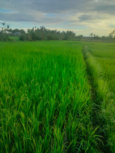 Load image into Gallery viewer, Lot for sale 1.2 hectare irrigated ricefield Ubay Bohol