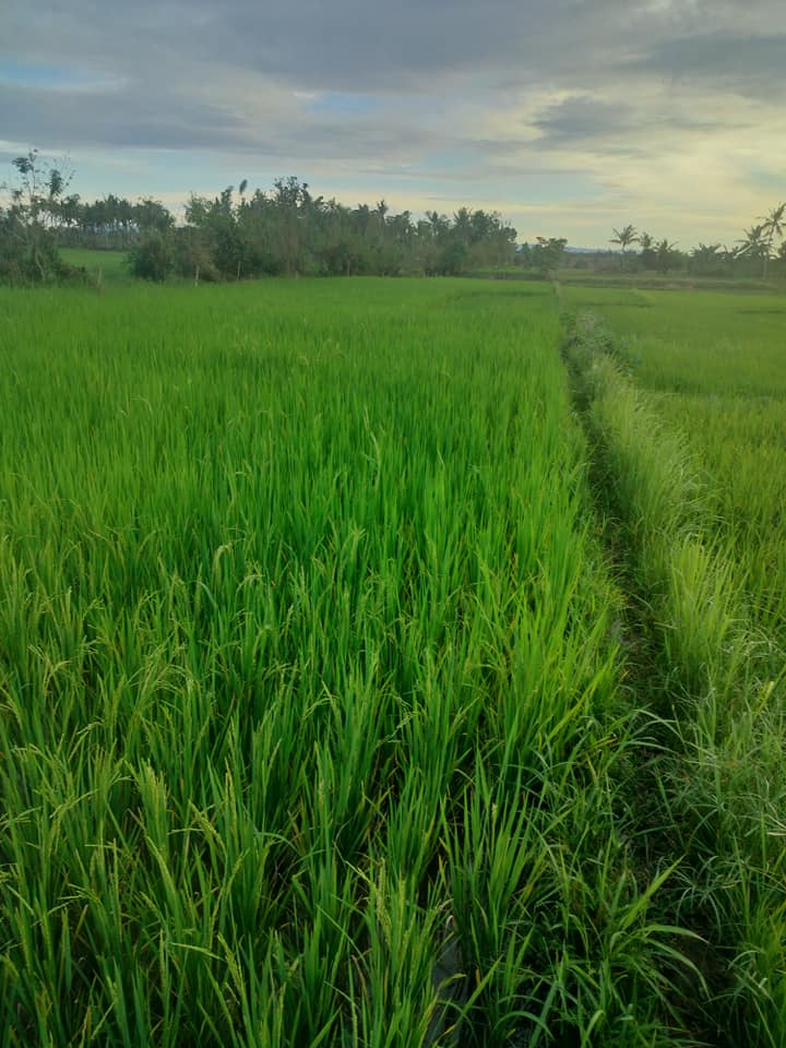 Lot for sale 1.2 hectare irrigated ricefield Ubay Bohol