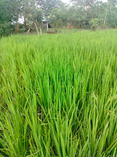 Load image into Gallery viewer, Lot for sale 1.2 hectare irrigated ricefield Ubay Bohol