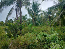 Load image into Gallery viewer, Lot for sale Jagna Bohol Philippines 1k/sqm