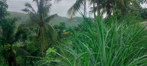 Lot for sale Dumanjug Cebu 2.5Hectares @ 3,000,000 negotiable