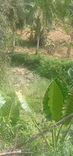 Load image into Gallery viewer, Lot for sale Dumanjug Cebu 2.5Hectares @ 3,000,000 negotiable