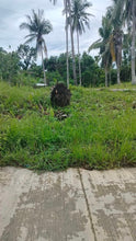 Load image into Gallery viewer, Lot for sale 1,600 sqm Aloguinsan Cebu 1.2m