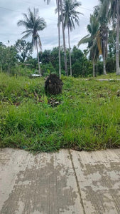 Lot for sale 1,600 sqm Aloguinsan Cebu 1.2m