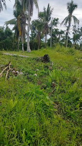 Lot for sale 1,600 sqm Aloguinsan Cebu 1.2m