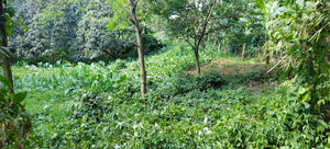 ORGANIC PIGGERY AND POULTRY FARM WITH 100 PLUS MANGO TREES IN CEBU CITY