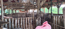 Load image into Gallery viewer, ORGANIC PIGGERY AND POULTRY FARM WITH 100 PLUS MANGO TREES IN CEBU CITY