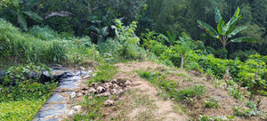 ORGANIC PIGGERY AND POULTRY FARM WITH 100 PLUS MANGO TREES IN CEBU CITY