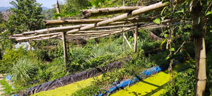 ORGANIC PIGGERY AND POULTRY FARM WITH 100 PLUS MANGO TREES IN CEBU CITY