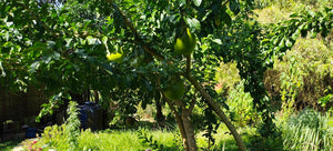 ORGANIC PIGGERY AND POULTRY FARM WITH 100 PLUS MANGO TREES IN CEBU CITY