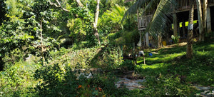 ORGANIC PIGGERY AND POULTRY FARM WITH 100 PLUS MANGO TREES IN CEBU CITY