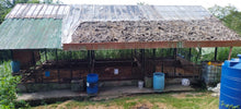 Load image into Gallery viewer, ORGANIC PIGGERY AND POULTRY FARM WITH 100 PLUS MANGO TREES IN CEBU CITY