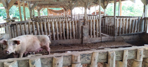 ORGANIC PIGGERY AND POULTRY FARM WITH 100 PLUS MANGO TREES IN CEBU CITY