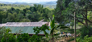 ORGANIC PIGGERY AND POULTRY FARM WITH 100 PLUS MANGO TREES IN CEBU CITY