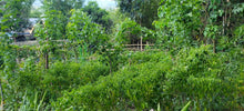 Load image into Gallery viewer, ORGANIC PIGGERY AND POULTRY FARM WITH 100 PLUS MANGO TREES IN CEBU CITY