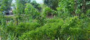 ORGANIC PIGGERY AND POULTRY FARM WITH 100 PLUS MANGO TREES IN CEBU CITY