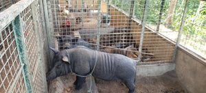 ORGANIC PIGGERY AND POULTRY FARM WITH 100 PLUS MANGO TREES IN CEBU CITY