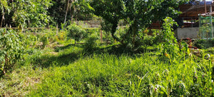 ORGANIC PIGGERY AND POULTRY FARM WITH 100 PLUS MANGO TREES IN CEBU CITY