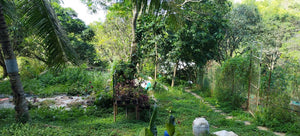 ORGANIC PIGGERY AND POULTRY FARM WITH 100 PLUS MANGO TREES IN CEBU CITY