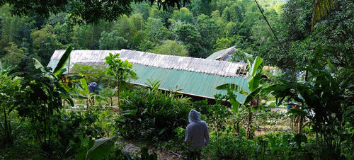 ORGANIC PIGGERY AND POULTRY FARM WITH 100 PLUS MANGO TREES IN CEBU CITY