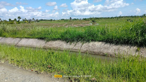 Bohol irrigated ricefield for sale 20,000 sqm clean title in Ubay Bohol 150 slightly negotiable