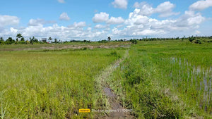 Bohol irrigated ricefield for sale 20,000 sqm clean title in Ubay Bohol 150 slightly negotiable