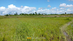 Bohol irrigated ricefield for sale 20,000 sqm clean title in Ubay Bohol 150 slightly negotiable