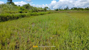 Bohol irrigated ricefield for sale 20,000 sqm clean title in Ubay Bohol 150 slightly negotiable