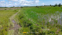 Load image into Gallery viewer, Bohol irrigated ricefield for sale 20,000 sqm clean title in Ubay Bohol 150 slightly negotiable