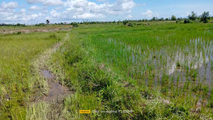 Bohol irrigated ricefield for sale 20,000 sqm clean title in Ubay Bohol 150 slightly negotiable