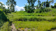 Load image into Gallery viewer, Bohol irrigated ricefield for sale 20,000 sqm clean title in Ubay Bohol 150 slightly negotiable