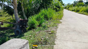 Bohol irrigated ricefield for sale 20,000 sqm clean title in Ubay Bohol 150 slightly negotiable