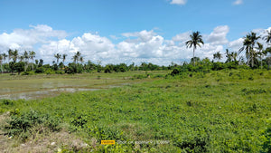 Lot For Sale Ricefield in Ubay Bohol with 28,000 sqm