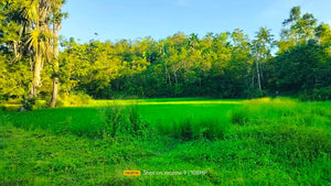 Lot for sale 3.9 hectares ready for title Adjacent in Sikatuna's Mirror of the World 250/sqm