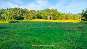 Lot for sale 3.9 hectares ready for title Adjacent in Sikatuna's Mirror of the World 250/sqm