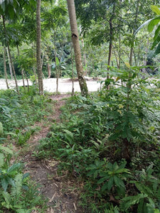 Lot For Sale With 393sqm and Clean Title In Talamban, Cebu City propertyph.net