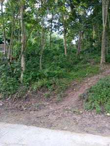 Lot For Sale With 393sqm and Clean Title In Talamban, Cebu City propertyph.net