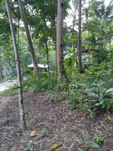 Load image into Gallery viewer, Lot For Sale With 393sqm and Clean Title In Talamban, Cebu City propertyph.net