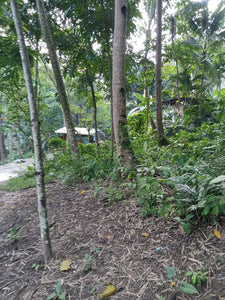 Lot For Sale With 393sqm and Clean Title In Talamban, Cebu City propertyph.net