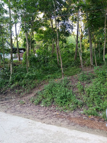 Lot For Sale With 393sqm and Clean Title In Talamban, Cebu City propertyph.net