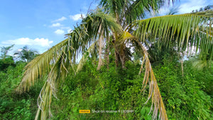 Bohol lot for sale 11,000 sqm clean title in Trinidad Bohol 900k negotiable