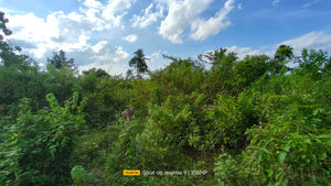 Bohol lot for sale 11,000 sqm clean title in Trinidad Bohol 900k negotiable