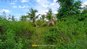 Bohol lot for sale 11,000 sqm clean title in Trinidad Bohol 900k negotiable