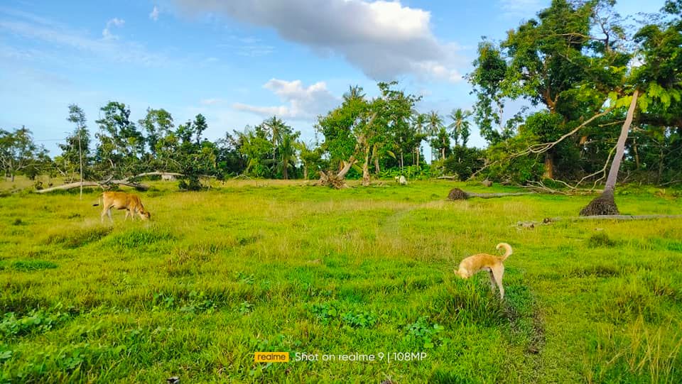 Lot For Sale in Trinidad Bohol Near Highway With 2,262 sqm